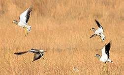 Yellow Wattled Lapwing frolicking at the Mangaluru University campus at Konaje on Friday I Rajesh Shetty Ballalbagh