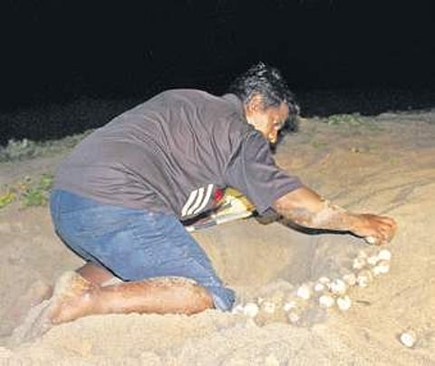 A fisherman collecting Olive Ridley eggs in Cuddalore | harish murali