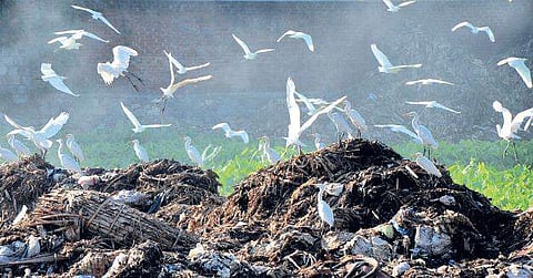 Egrets circling a trash dump in the city B P Deepu
