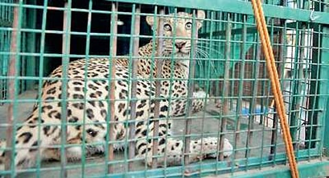 The leopard after it was caputred at Wonderla | Udayashankar S
