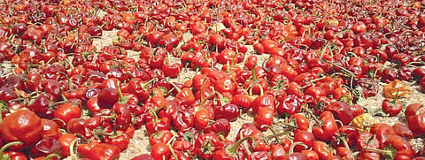 The harvested Gundu chillies that are up for sale in Thoothukudi district | Express