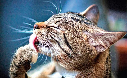 ‘My cat Charlie doesn’t stop licking’