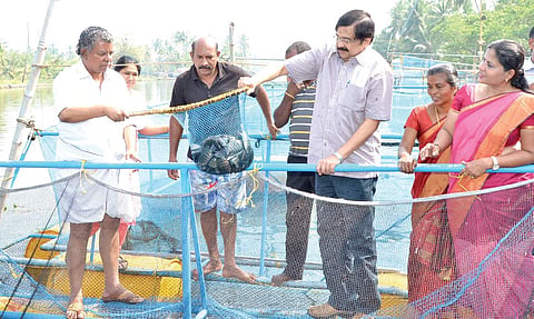 A view of the cage fish farming harvest in Pizhala Island near Kochi | Express