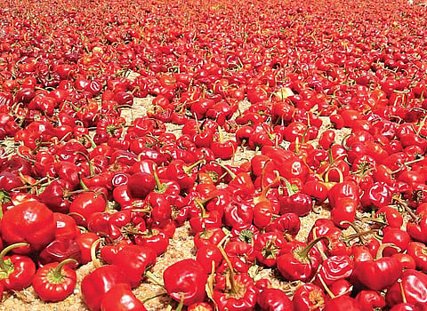 The harvested Gundu chillies that are up for sale in Thoothukudi district | Express