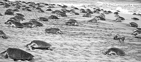 Olive Ridleys begin mass nesting at Gahiramatha