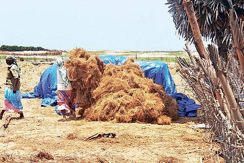Farmers stalking the dried Vetiver in Rasapettai in Cuddalore on Wednesday | Express