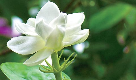 Jasmine sales fail to bloom in Kochi; GST, demonetisation to blame, says Kerala trader