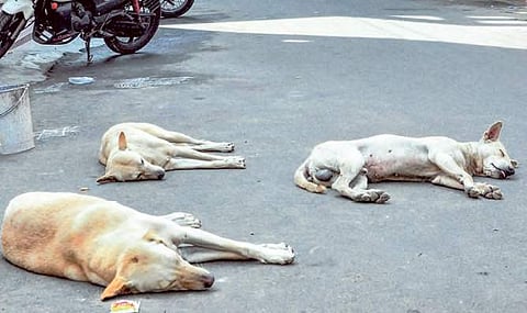 File Image of stray dogs for representational purposes. | Express Photo Services
