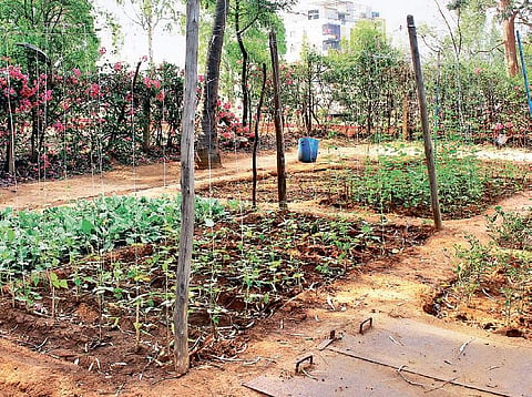 Kitchen garden image for representational purpose only