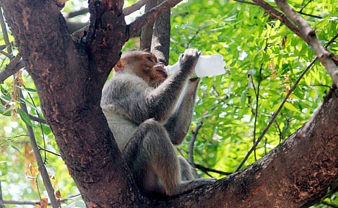 Officials said the conflict has become more common due to factors like urban expansion, destruction of natural habitats, and changes in farming practices that attract macaques to human settlements.