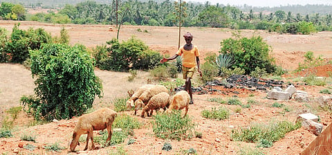 Mallegowda grazes his sheep at Badanaguppe-Kellamballi Industrial Park where he once grew ragi, maize and horsegram | Udayshankar S
