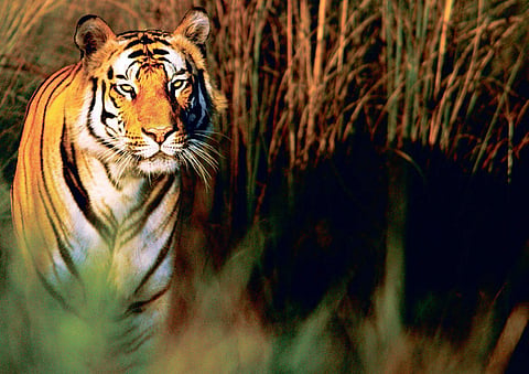 Tamil Nadu: The Biggest tiger reserve in the Making