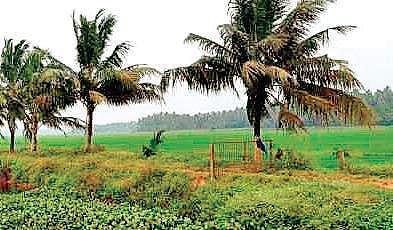 State unenthusiastic about Centre’s new contract farming law, calls it anti-farmer