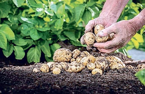Poor storage facility fails Potato Mission