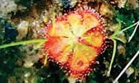 Sundew flower | Express