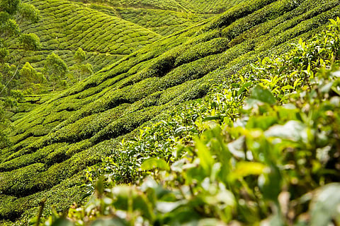 A representational image of a tea estate.