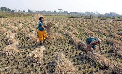 Delayed irrigation project leaves Odisha farmers worried