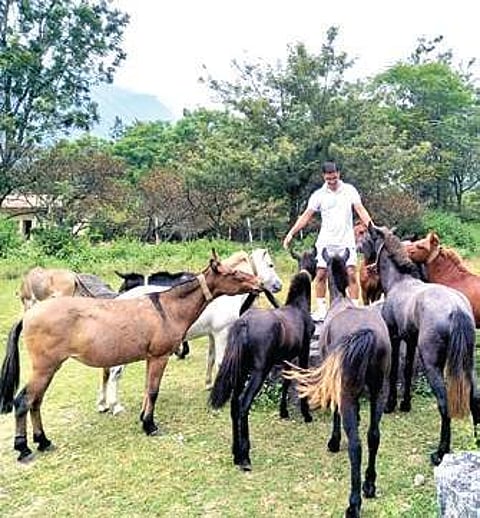 Horse power: ITBP to recruit four-legged friends for transport