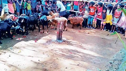 Over 100 animals sacrificed on Raja Sankranti at Maa Ramachandi temple