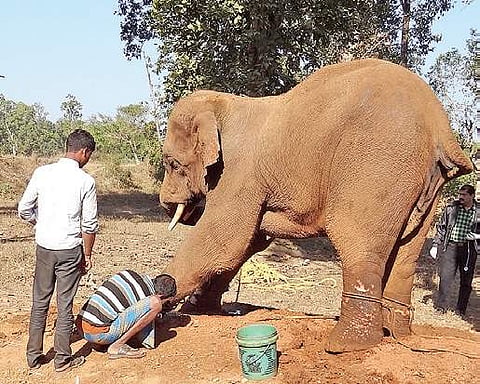 The tusker Sonu.