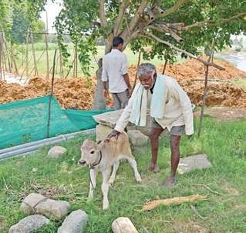 A resident with his cattle | Pushkar V