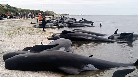 File photo of whales. (AP)