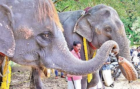Sudarshana and Darshini at the anayoottu ceremony on Wednesday B P Deepu