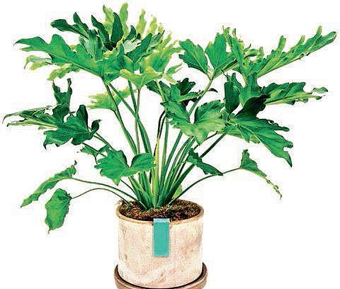 Tips for the ‘shady’ gardener