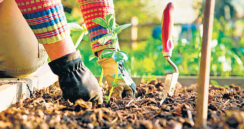 Breaking barriers with community gardening