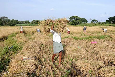 -A farmer busy harvesting the crop, even as the budget was being presented, in Mysuru district on Thursday, 05 July 2018. (EPS| Udayashankar S)