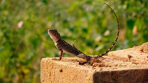 Seven per cent of Australia's reptiles 'risk extinction'