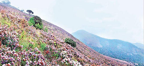 Hills of Nilgiris carpeted by Neela Kurunji; (inset) Godwin Vasanth Bosco | Metaphor Island