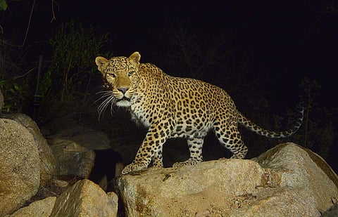 Image of leopard for representational purpose. ( File Photo | EPS)
