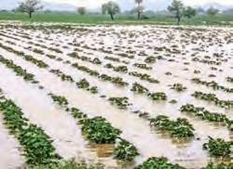 Crops inundated due to heavy rain at PV Palem in Guntur district on Monday | express