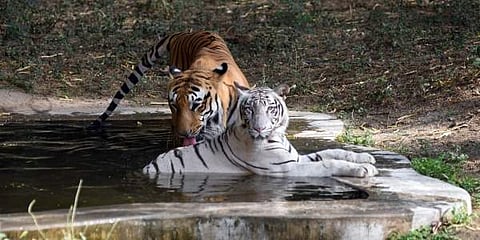 This is for the first time that canine distemper disease has been detected in Guwahati Zoo. (Photo| EPS)