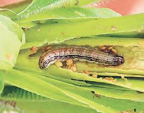 North American pest makes a debut in Telangana, officials worried