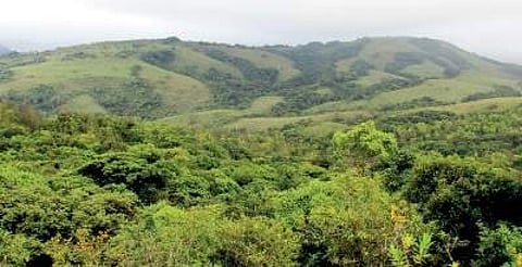 File: Coffee plantation in Masagali Reserve Forest, in Chikkamagaluru | Express