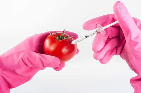 GM crops are a boon to humanity, says scientist