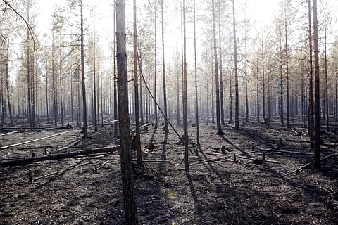 A destroyed forest in Sweden due to forest fire. (Photo | AP)
