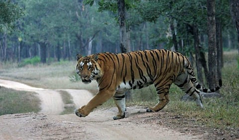 Representational image. In this photo, a tiger is seen in the Kaziranga Tiger Reserve in Assam – Equally known for its tiger population and the one-horned rhinoceros, this is a must-visit.