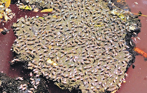 The dirty Pernadoor canal has become a breeding ground for mosquitoes. ( Photo | A Sanesh)