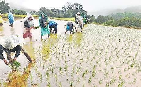 Congress has demanded immediate reforms in the Odisha Relief Code to prevent such incidents and ensure better compensation for affected farmers.