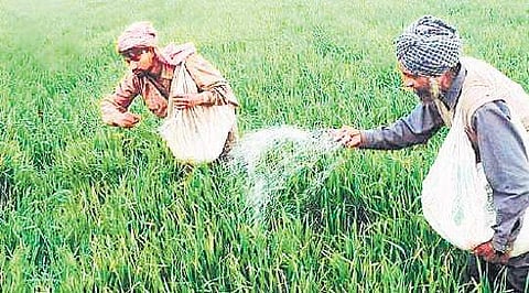 Fertiliser sector counts losses as floods erase subsidy trail