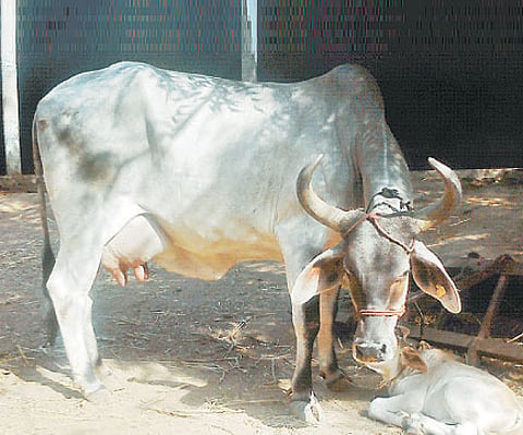 A cow shelter.