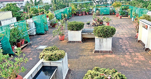 garden contains snake plants, water lilies, sefaira, tulsi, cacti, aloe vera and more
