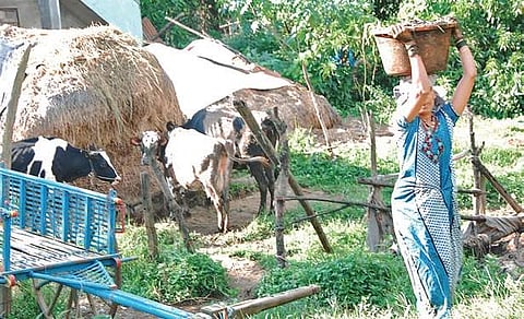 Mooers and shakers: A Karnataka village where every house is in milk business