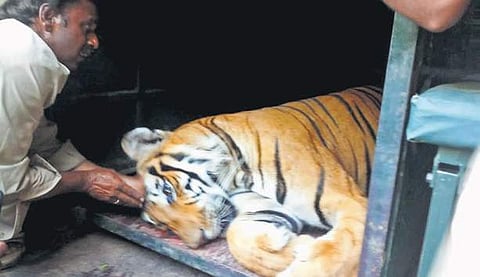 The tiger, which was tranquillised and captured, lies in a cage in Bandipur Tiger Reserve on Sunday