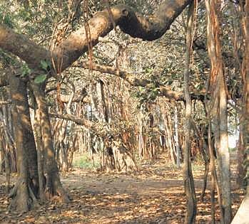 500-yr-old banyan tree to be developed as tourist spot