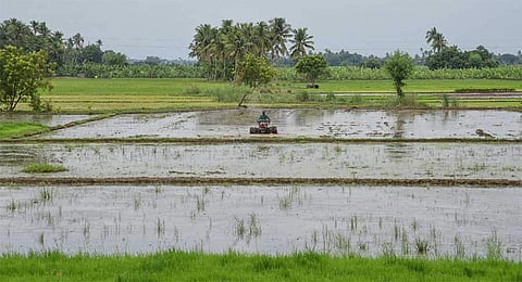 Following the arrival of the northeast monsoon, samba works intensified in the district. (Photo | EPS)