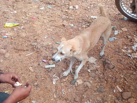 Three youths were detained for animal cruelty. (Photo| EPS)